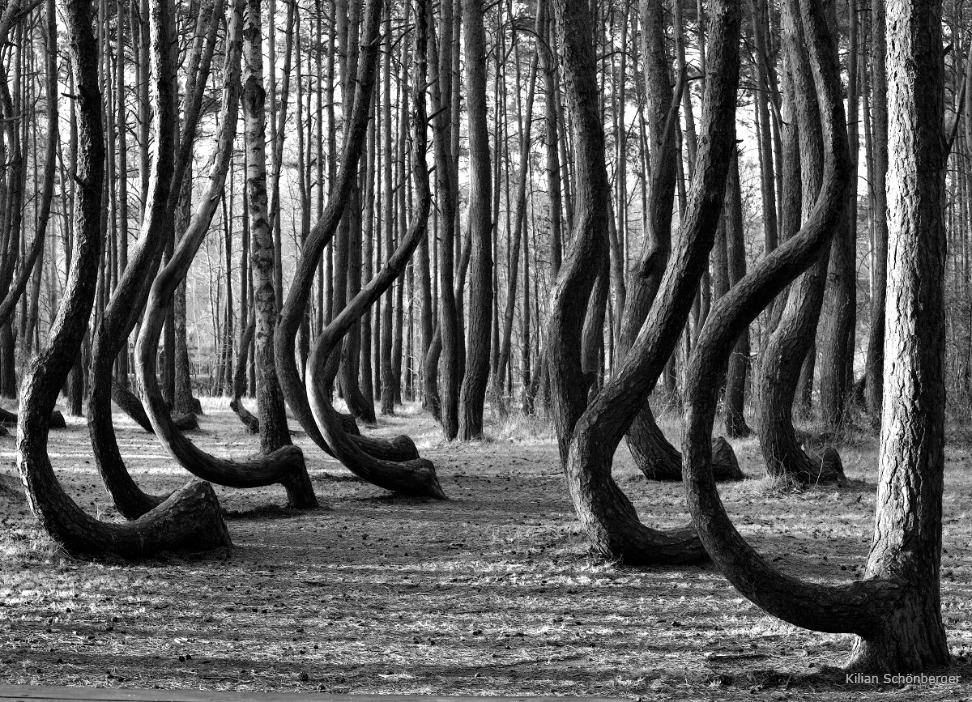 Krummer Wald Krzywy Las crooked forest (1)