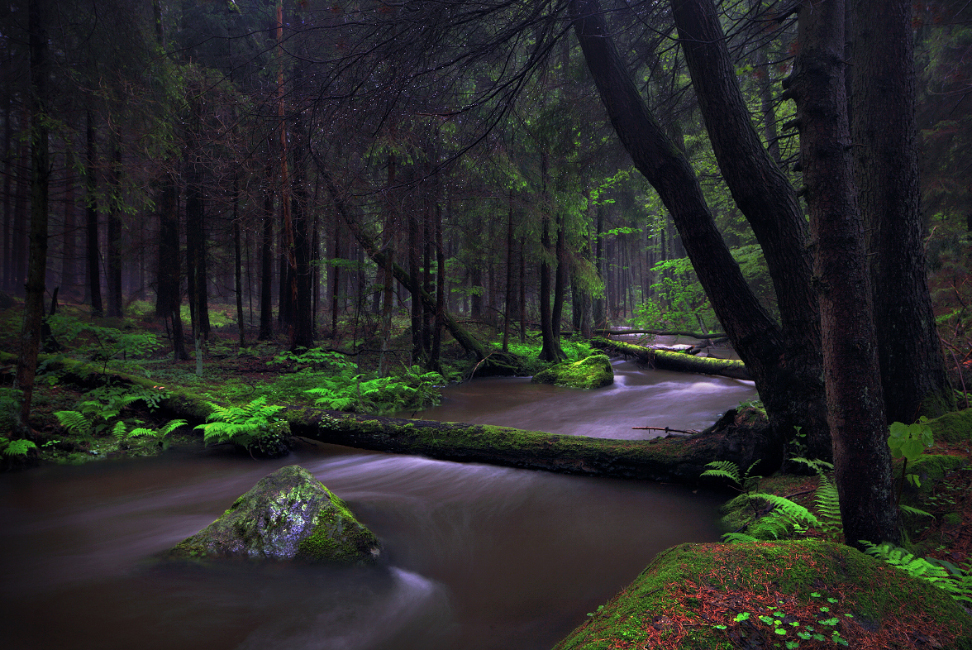 bach wildbach bayern natur urwald
