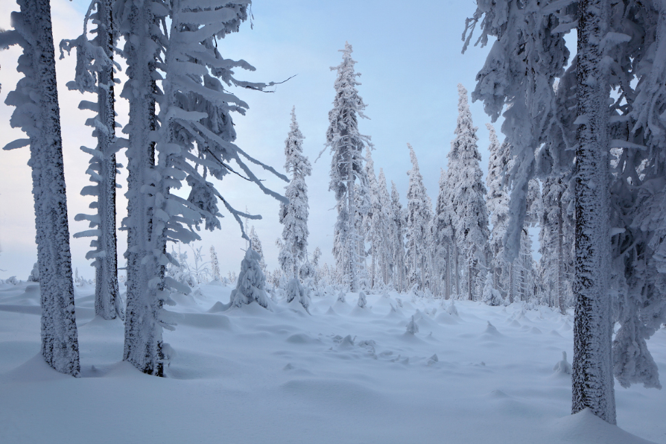 winterwald-reif-raureif-eis-schnee-wald.jpg