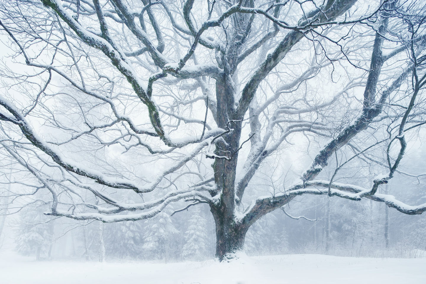 Baum im Winter Schnee